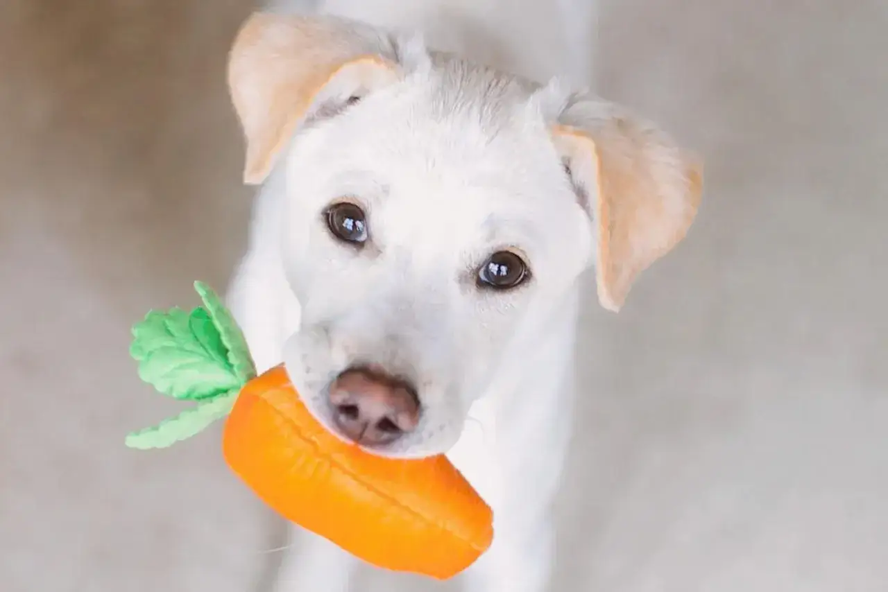 A curious puppy holds a plush carrot, wondering if dogs eat carrots.