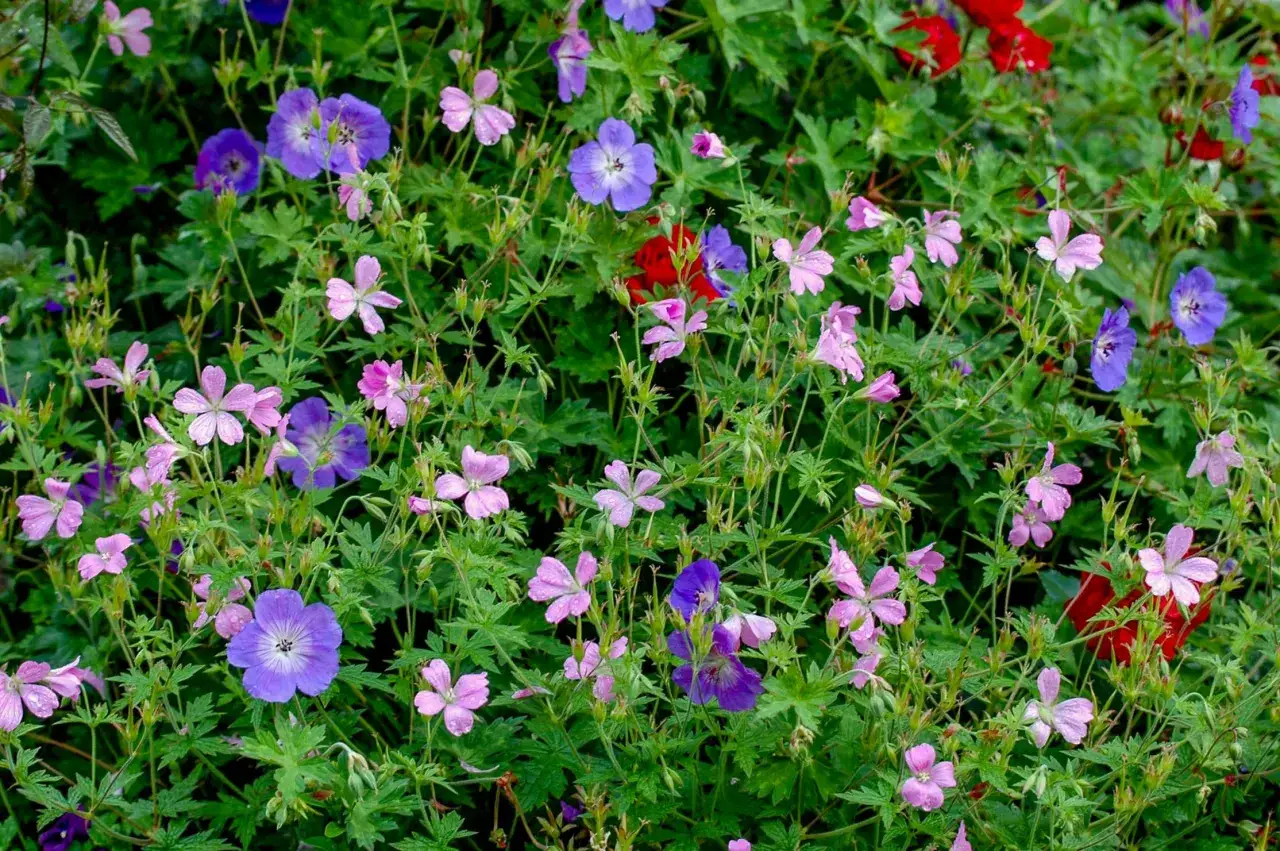 En tät matta av buskar som trivs i skugga, med lila och rosa blommor som lyser upp.