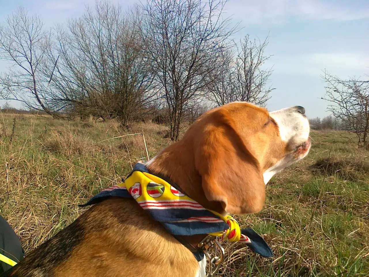 beagle na spacerze zabawy węchowe