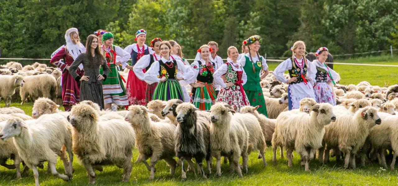 Redyk w Szczawnicy. Grupa kobiet w tradycyjnych strojach ludowych otacza stado owiec na zielonej łące.