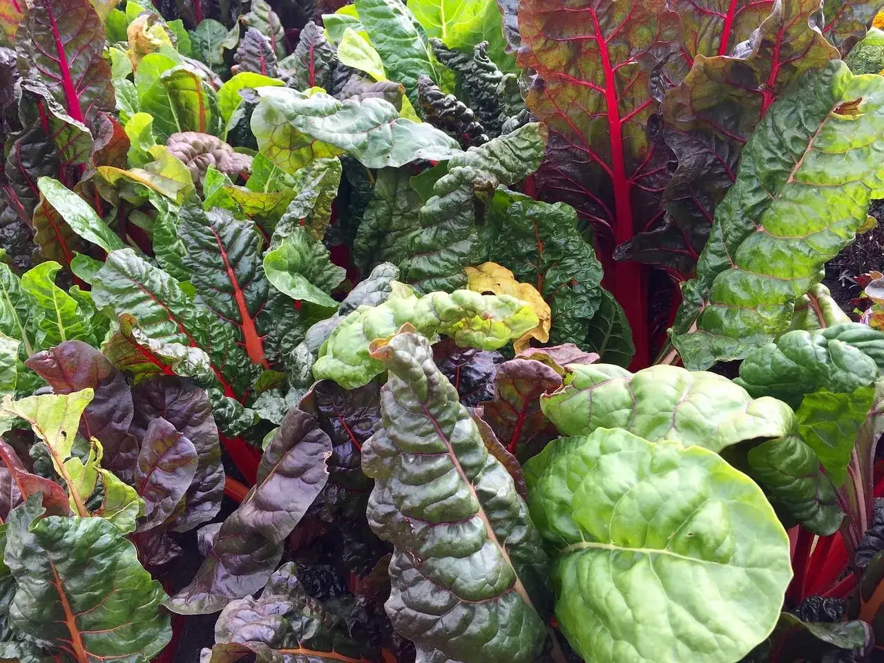 Acelgas de colores vibrantes, con tallos rojos y hojas verdes y moradas. ¡Un festín visual que hasta los perros pueden comer!