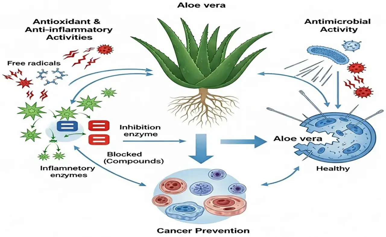 Aloe vera: 100 Prozent rein, bekämpft freie Radikale, wirkt entzündungshemmend und antimikrobiell, unterstützt die Krebsprävention.