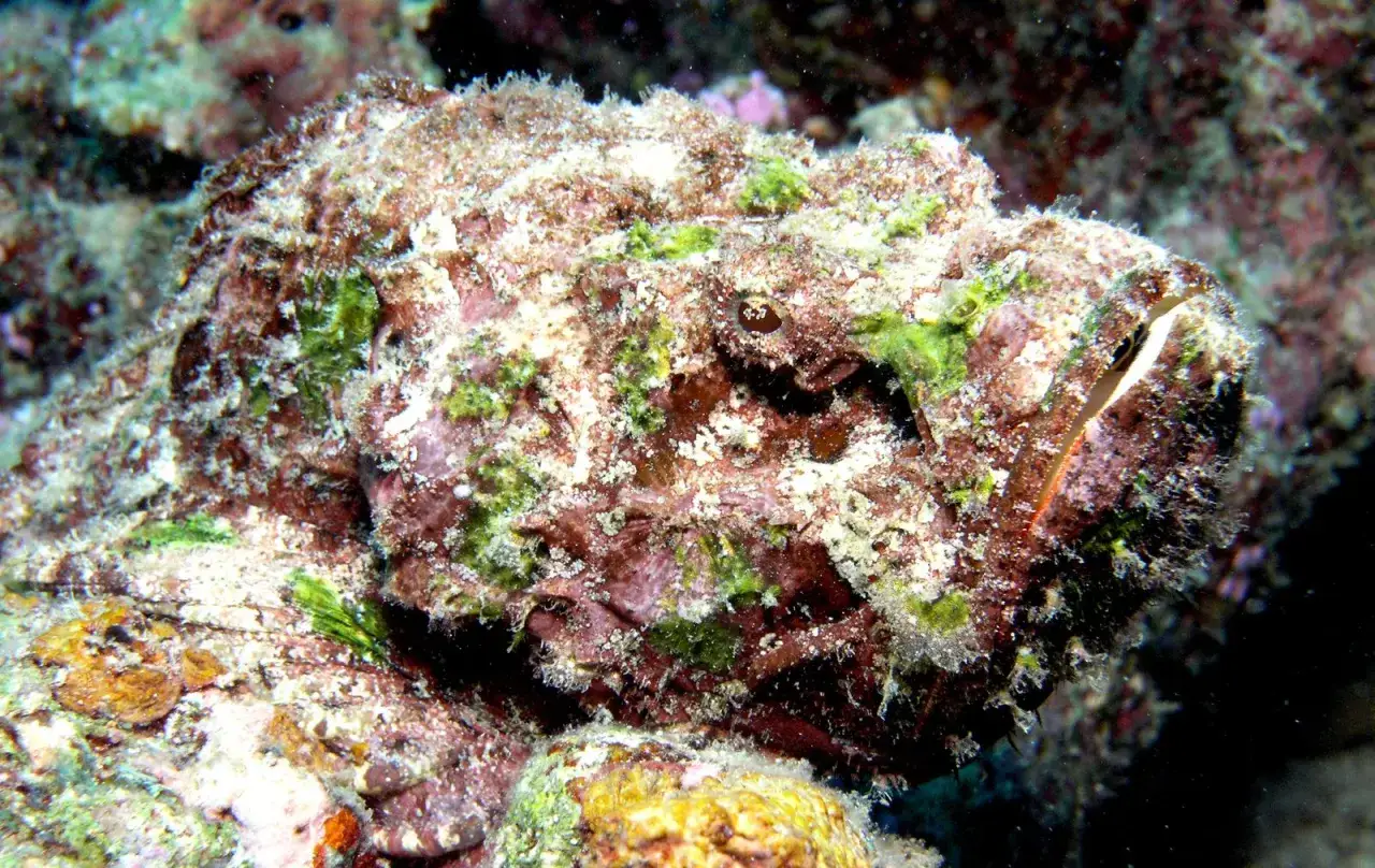 Un pez piedra camuflado en el lecho marino de España. Su piel rugosa y algas lo hacen casi invisible.