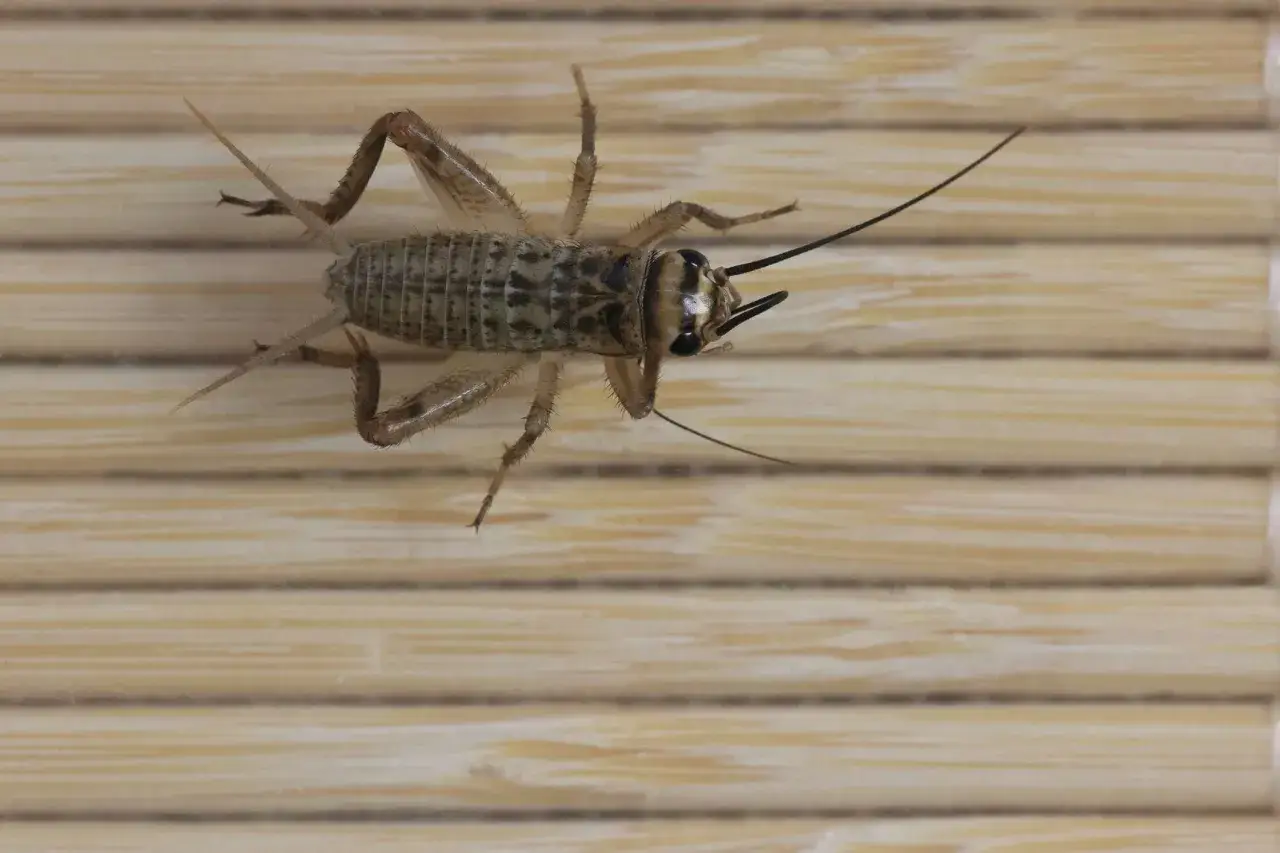 Un grillo con patas largas y antenas se posa sobre una superficie de madera rayada. Parece listo para saltar, quizás los grillos vuelan hacia la aventura.