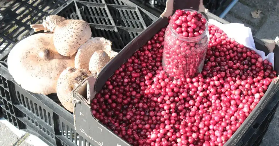 zbiory żurawiny owoce