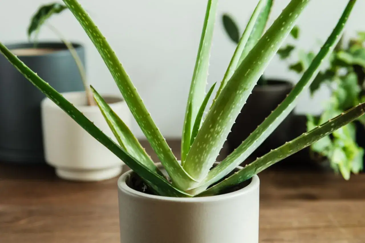 Grüne, fleischige Blätter einer Aloe vera pflanze ragen aus einem grauen Topf. Im Hintergrund sind weitere Pflanzen in Töpfen zu sehen.