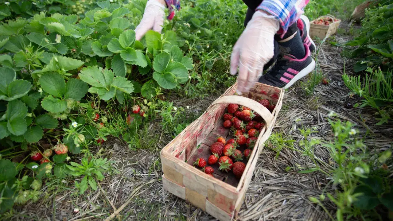Zbieranie truskawek w Holandii. Zastanawiasz się, ile zarabia się w Holandii na truskawkach? Praca sezonowa może być opłacalna.