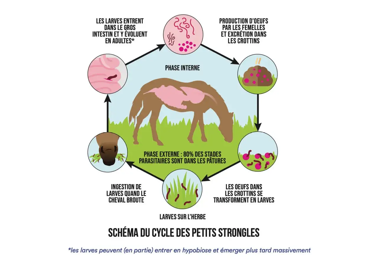 Schéma du cycle des petits strongles chez les vers chevaux. Il montre les phases interne et externe du parasite, de l'ingestion des larves à leur développement dans l'intestin du cheval.