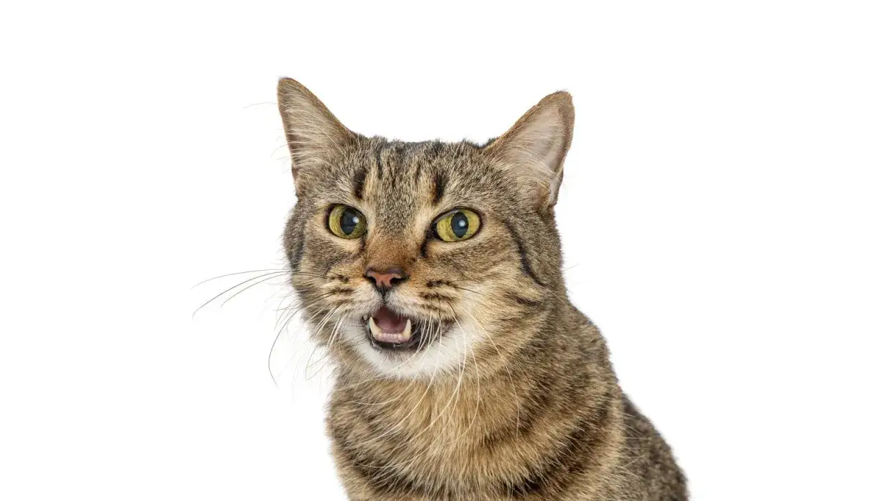 Un chat tigré aux yeux verts écarquillés, la bouche ouverte, semble surpris ou sur le point de miauler.