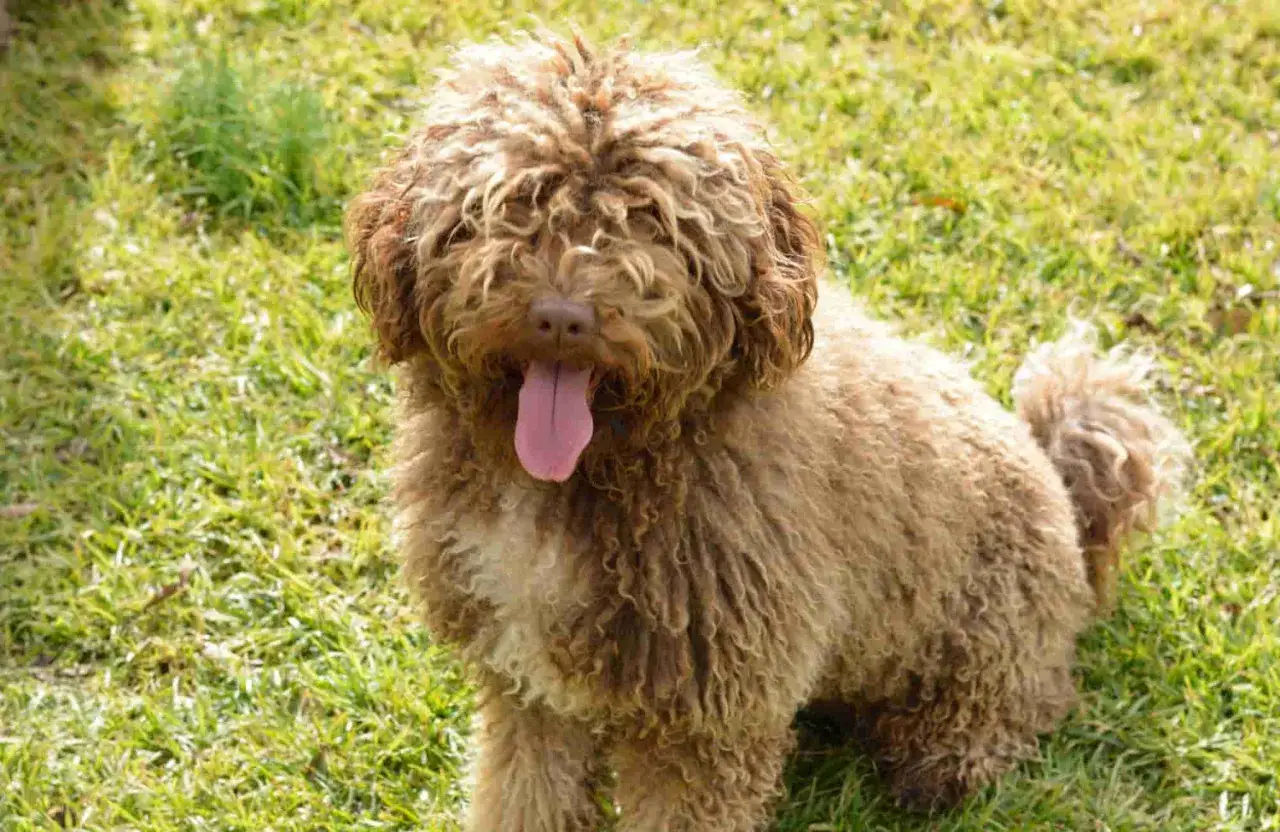 Un perro de agua español con pelaje rizado y marrón, con la lengua fuera, sentado en la hierba verde.