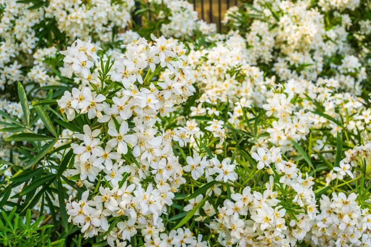 Gros plan sur une **bouture d'oranger du Mexique** en pleine floraison, ses petites fleurs blanches &eacute;toil&eacute;es et parfum&eacute;es recouvrent la plante.