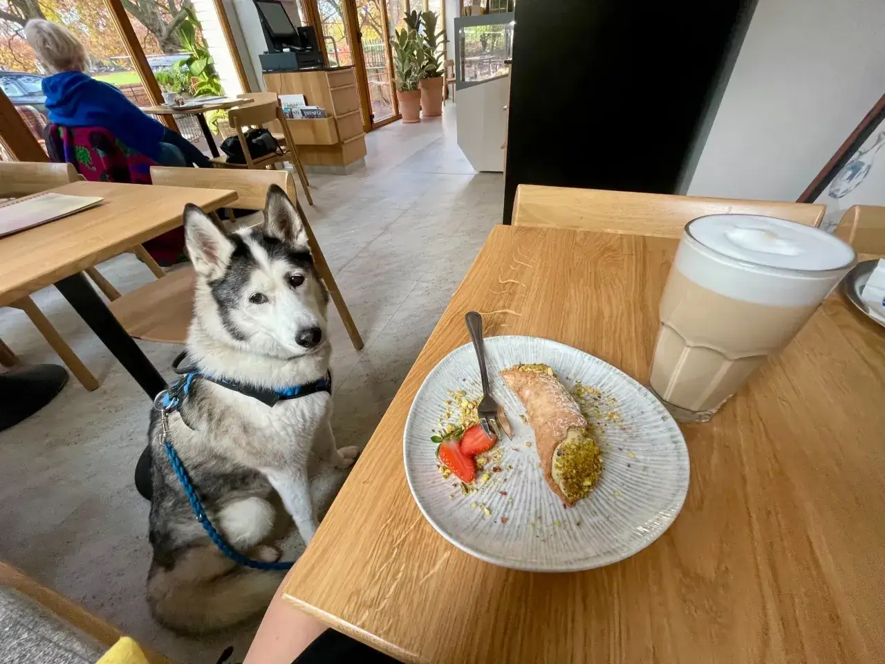 Siberian Husky siedzi przy stoliku w kawiarni, gdzie jedzą psy. Obok niego deser i kawa.