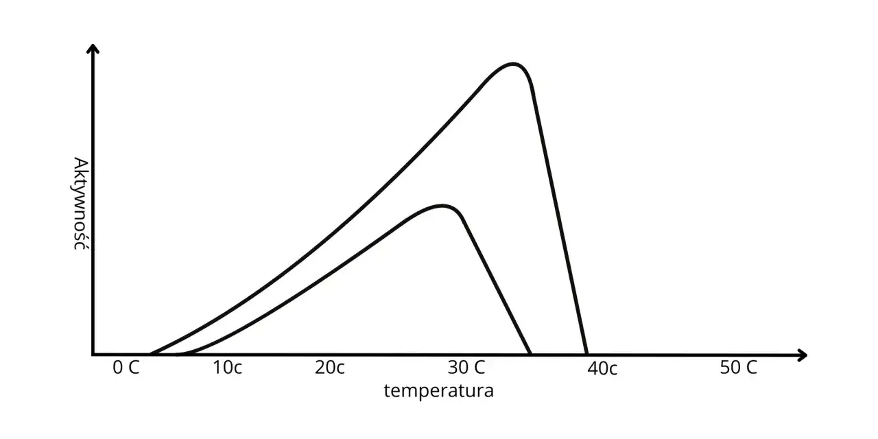 Wykres pokazuje zależność aktywności drożdży od temperatury. Optymalna temperatura fermentacji wina dla jednej krzywej to ok. 30°C, dla drugiej ok. 35°C.