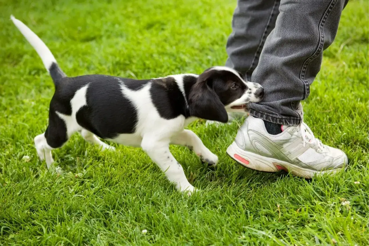 Un cachorro blanco y negro muerde el pantal&oacute;n de alguien en el c&eacute;sped. &iexcl;Mi cachorro muerde mucho!