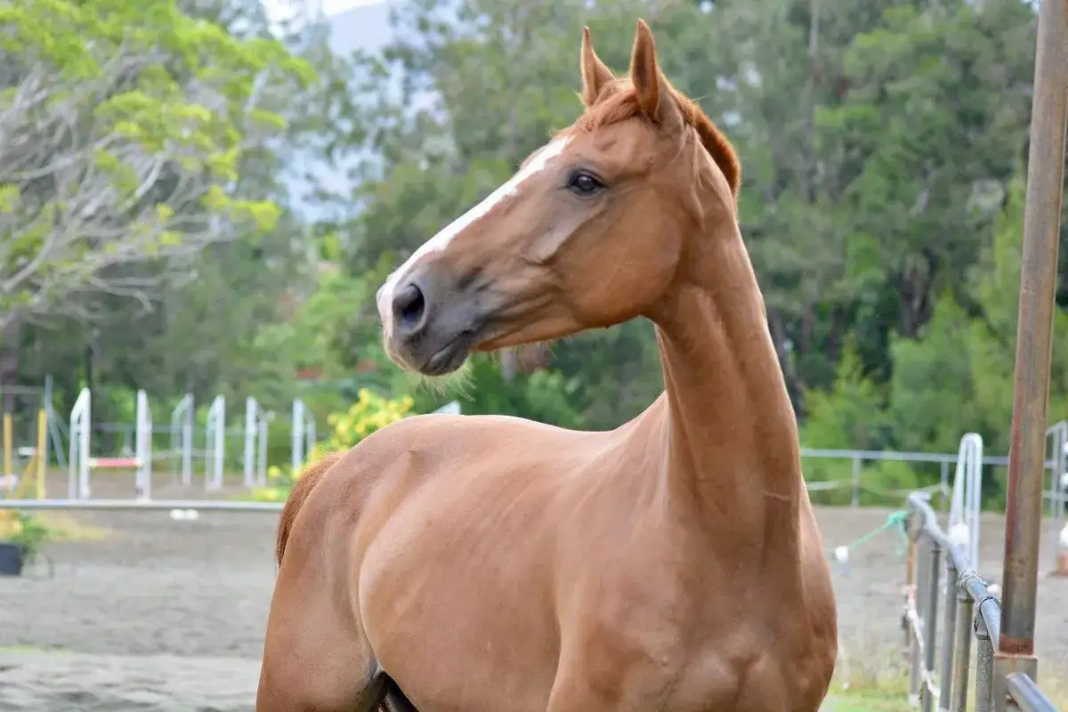 Un magnifique cheval bai, digne d'un bandro boy de Béthune, se tient dans un manège extérieur.