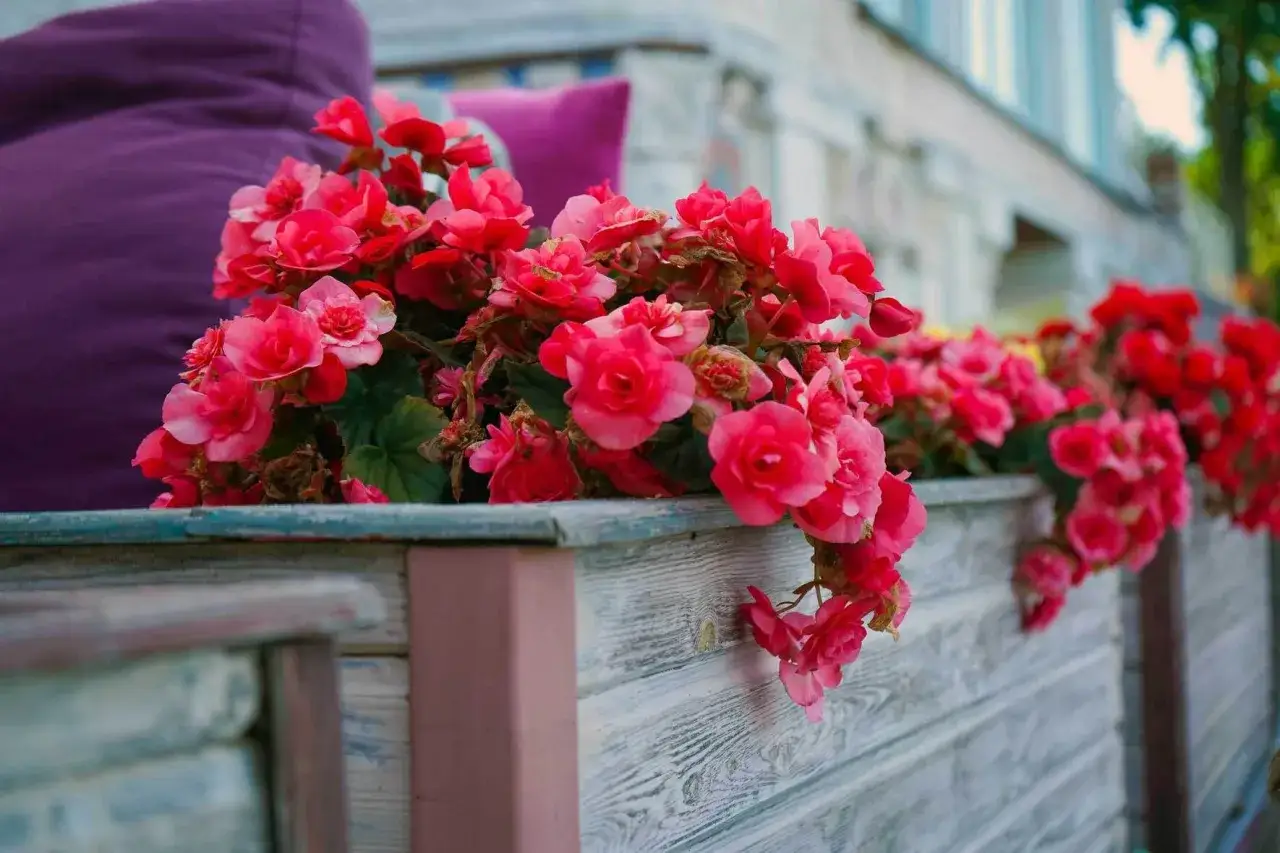 &Uuml;ppige rote und pinke Begonien schm&uuml;cken einen Holzkasten auf dem Balkon.