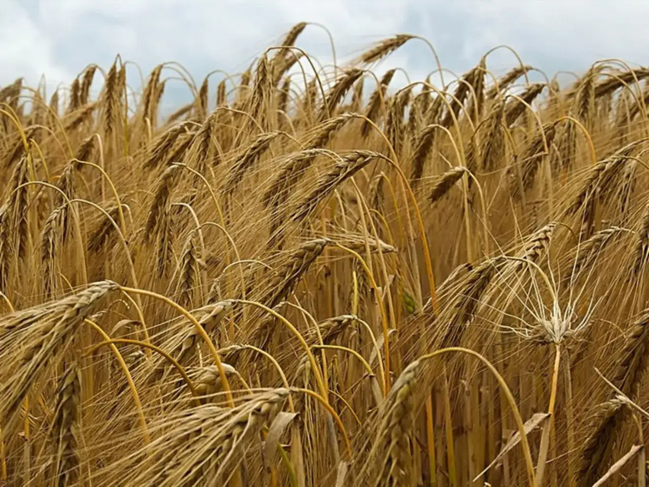 Ein Feld voller reifer Gerste, die Ähren wiegen sich im Wind. So sieht Gerste aus, bereit zur Ernte.