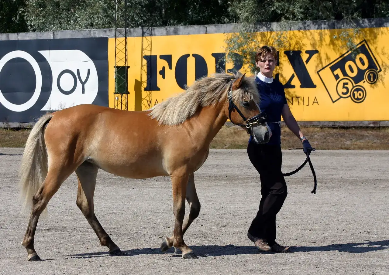 Une femme mène un cheval alezan, un véritable **argento etalon**, devant un mur jaune orné de logos.