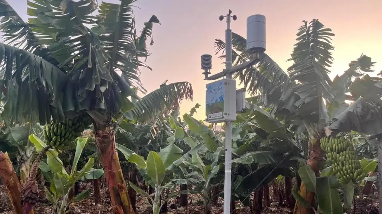 Stazione meteo in una piantagione di banane, un esempio di come la tecnologia supporta la politica agricola comune per un futuro sostenibile.