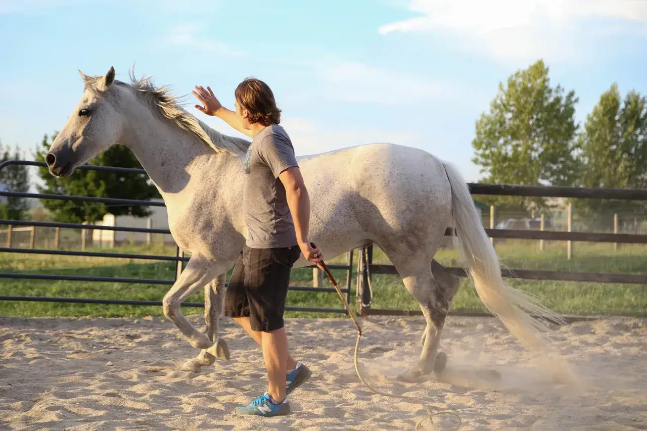 Ein Mann übt mit einem Schimmel im Roundpen. Vertrauen und Kommunikation im **natural horsemanship**.