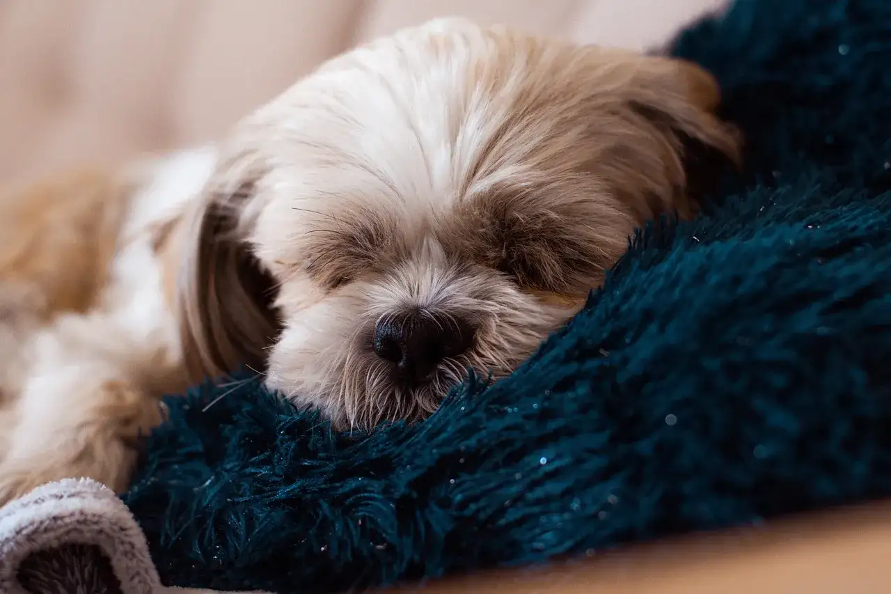 Śpiący shih tzu, którego długie włosy tworzą puszystą aureolę. Czy shih tzu ma włosy? Tak, i są one bardzo miękkie!