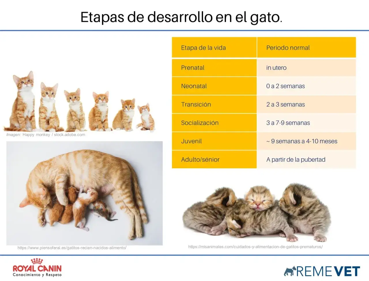 Gatitos de diferentes edades, desde reci&eacute;n nacidos hasta j&oacute;venes, mostrando las etapas de desarrollo de un gato hasta cuando un gato es adulto.