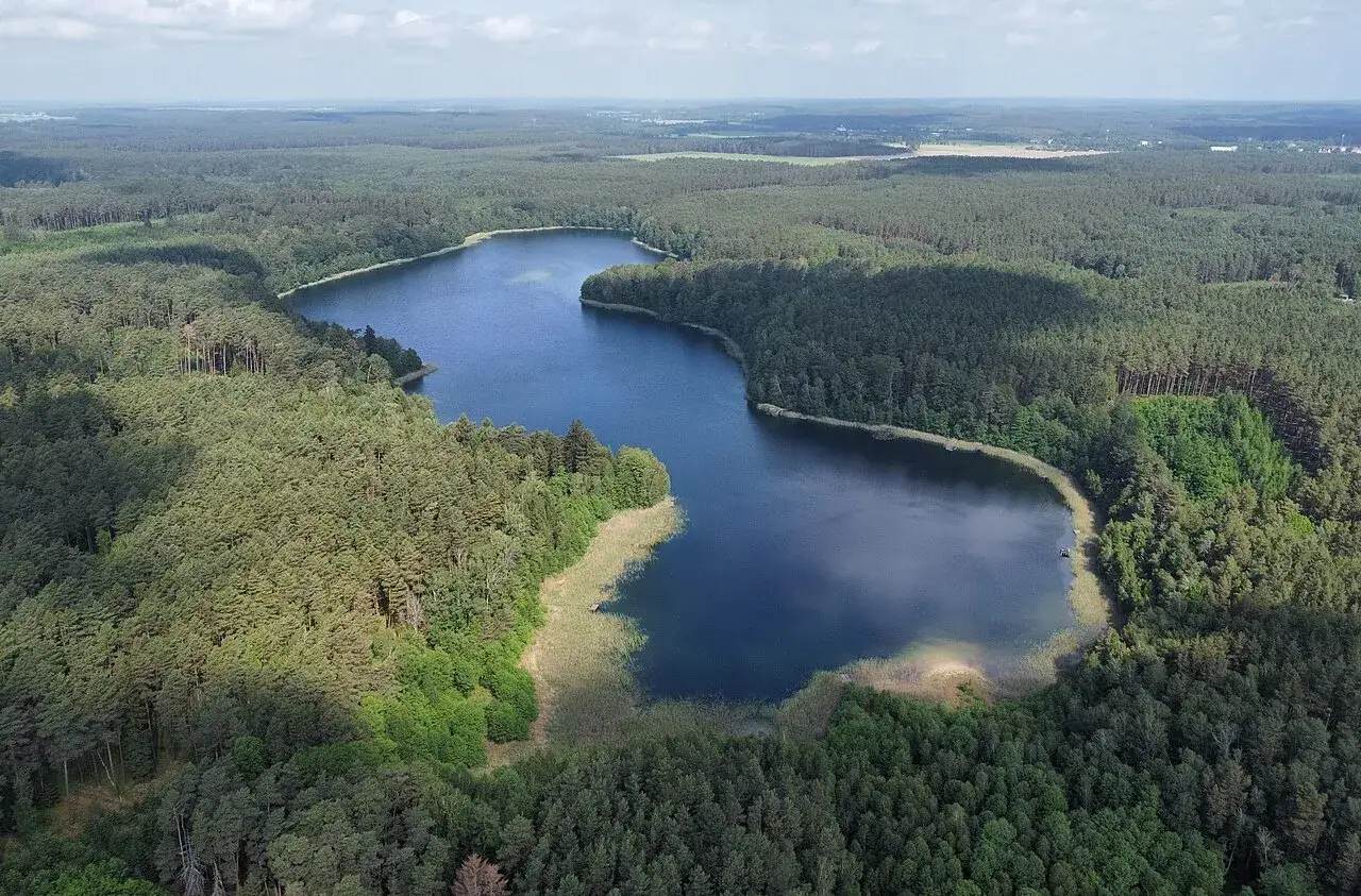 Malownicze jezioro Wilcze otoczone gęstym lasem sosnowym. Spokojna tafla wody odbija błękitne niebo.