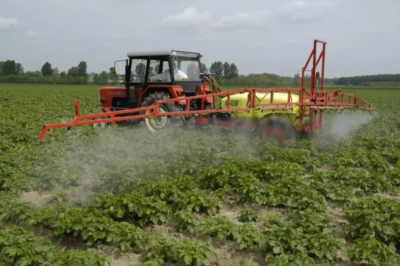 Czerwony traktor z opryskiwaczem, który rozpyla środek zawierający metrybuzynę, przejeżdża przez pole ziemniaków.