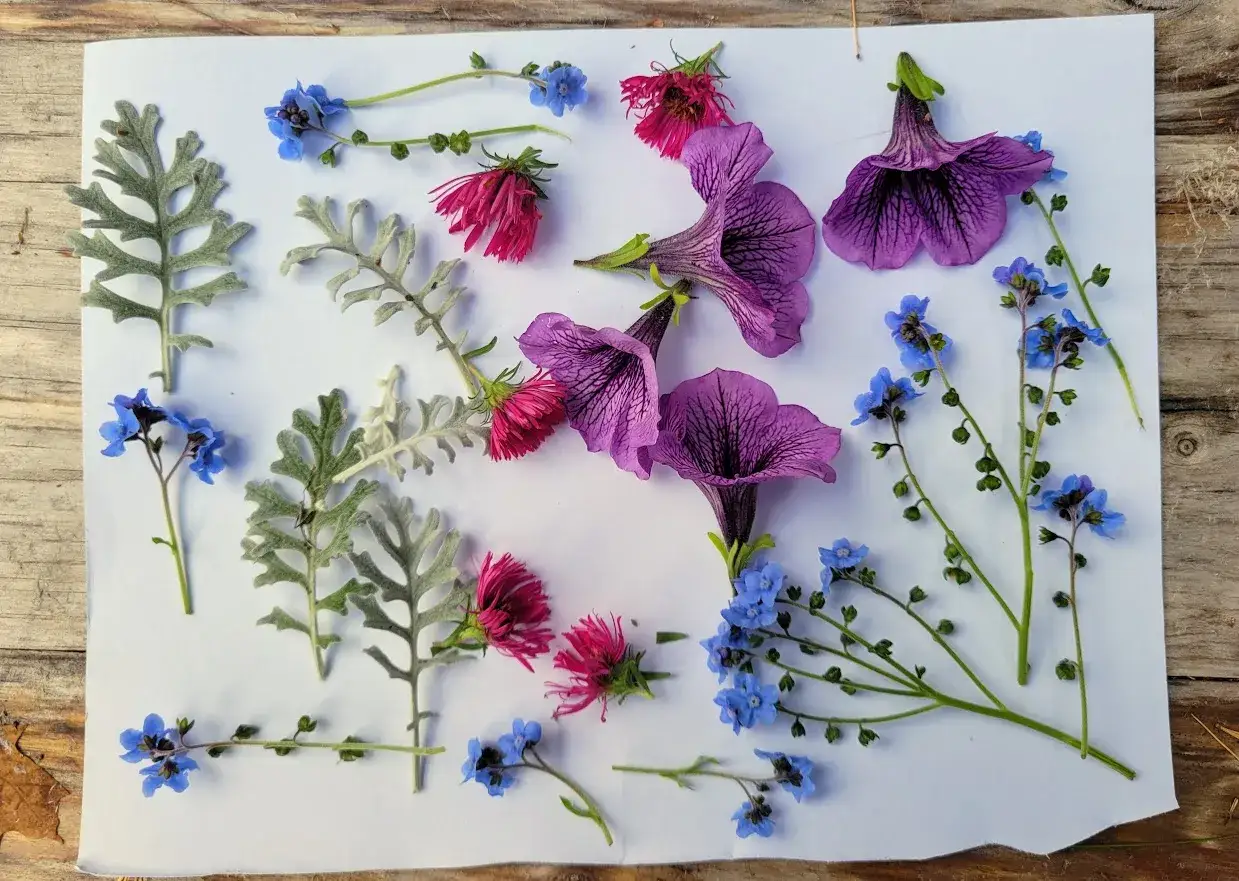 Flores moradas, rosas y hojas plateadas dispuestas sobre papel blanco, como si se prepararan para como secar un ramo de flores y conservarlo.