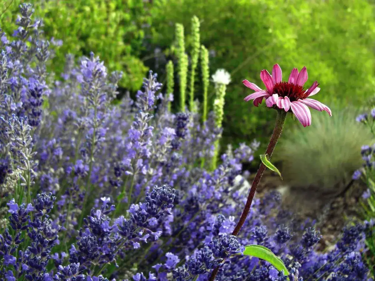 Lavendel und eine purpurfarbene Sonnenhutbl&uuml;te im Vordergrund. Diese Pflanzen sind bekannt daf&uuml;r, welche Pflanzen vertreiben Zecken.
