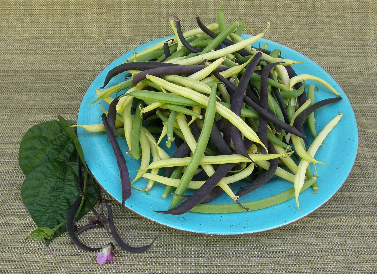 Assortiment de haricots nains violets, verts et jaunes sur une assiette bleue. Une feuille verte et une fleur de haricot sont &agrave; c&ocirc;t&eacute;.