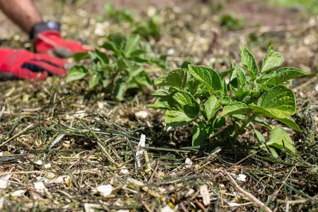 Manos con guantes rojos trabajando en un huerto de verano, cuidando plantas jóvenes cubiertas de mantillo.