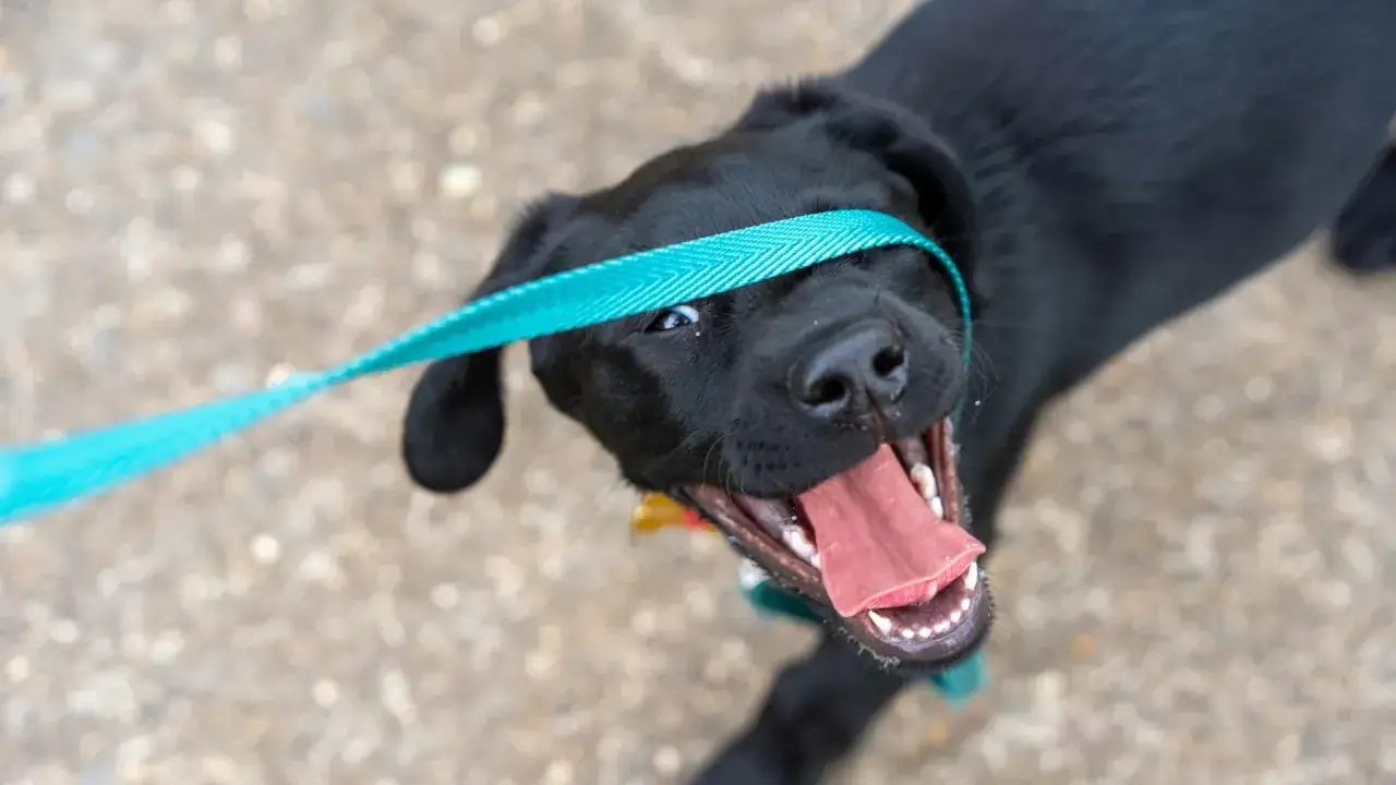 Un cachorro negro con correa turquesa, parece que es un perro reactivo, con la boca abierta y la lengua fuera.
