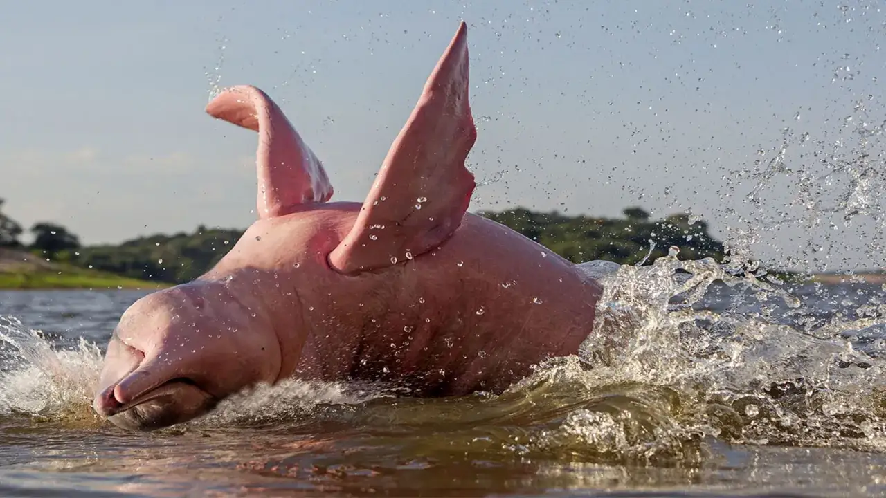 Różowy delfin amazoński wynurza się z wody, tworząc fontannę bryzgów.