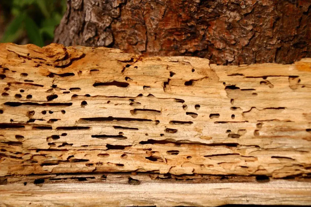 Holzwurm im Brennholz: Ein St&uuml;ck Holz ist von zahlreichen kleinen L&ouml;chern durchzogen, ein Zeichen f&uuml;r den flei&szlig;igen Holzwurm.