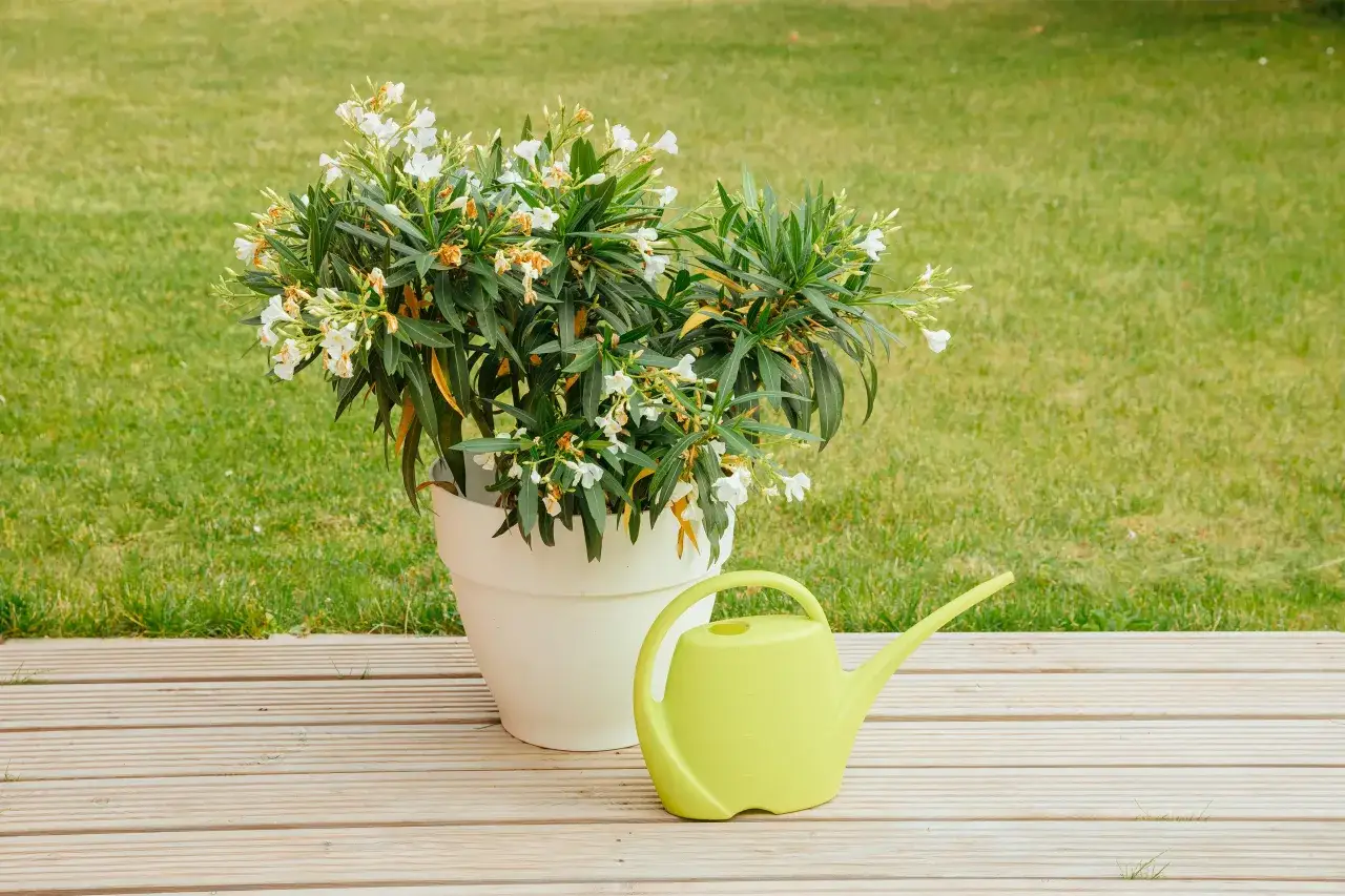 kwitnący oleander w doniczce