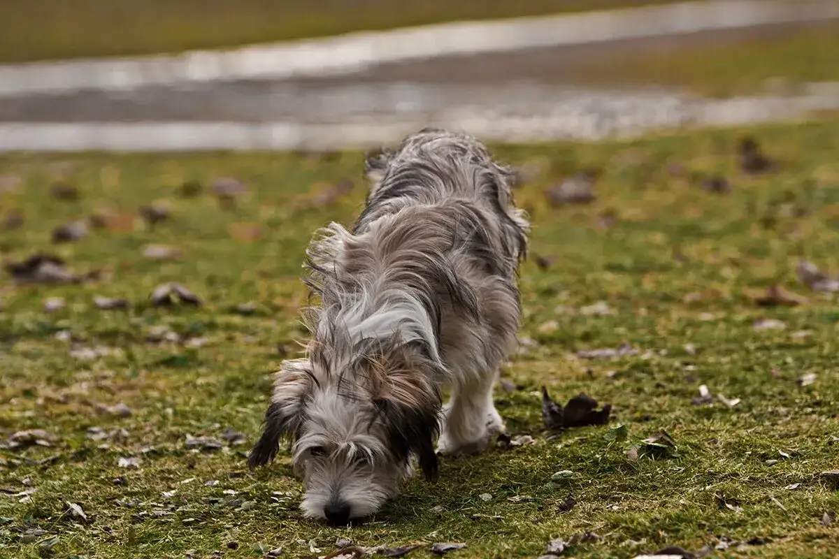 En lurvig hund nosar i gräset, förhoppningsvis inte på råttgift.