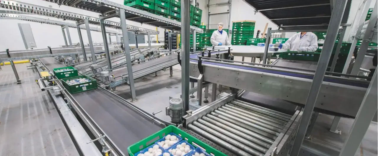 Linia produkcyjna w przetwórni pieczarek z zielonymi skrzynkami pełnymi grzybów na taśmie.
