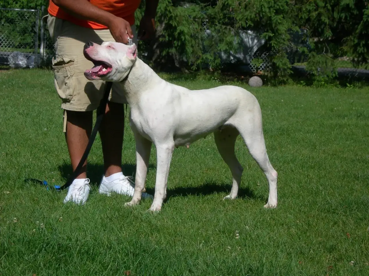 Ein wei&szlig;er Dogo Argentino steht auf einer gr&uuml;nen Wiese neben seinem Besitzer.