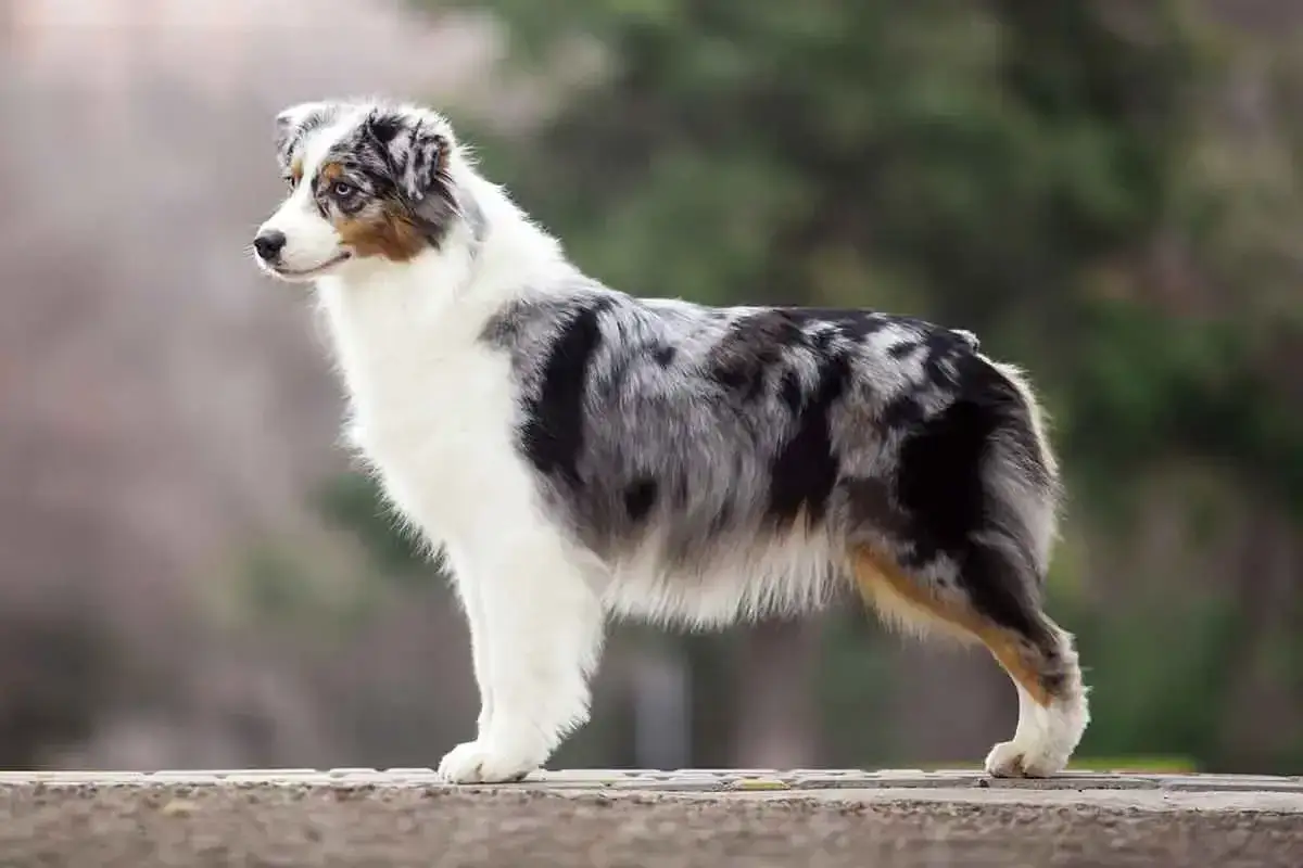 Piękny owczarek australijski o umaszczeniu blue merle, z białymi i czarnymi plamami, prezentuje swoje niezwykłe kolory.