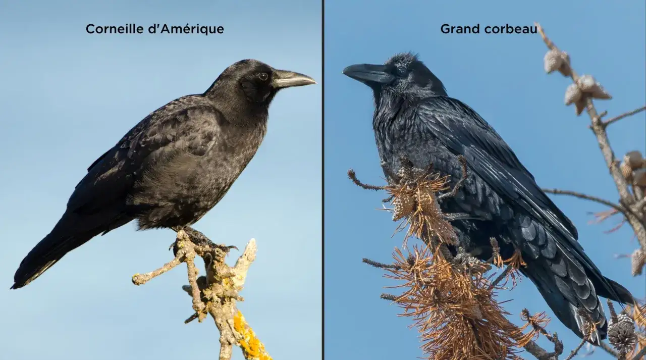 Deux oiseaux noirs, une corneille d'Am&eacute;rique et un grand corbeau, perch&eacute;s sur des branches.