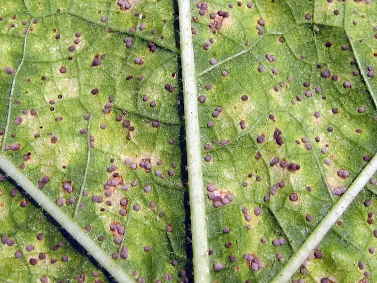 Feuille de rose trémière atteinte de rouille, un danger pour la plante. Petites pustules brunâtres visibles.