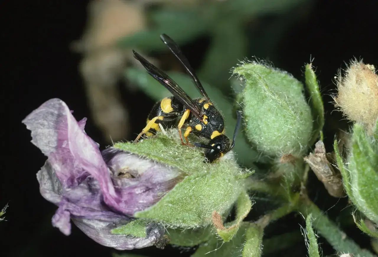 Eine Wespe auf einer Bl&uuml;te. Solche Insekten sind wichtig f&uuml;r den Wespen Naturschutz, da sie Teil des &Ouml;kosystems sind.