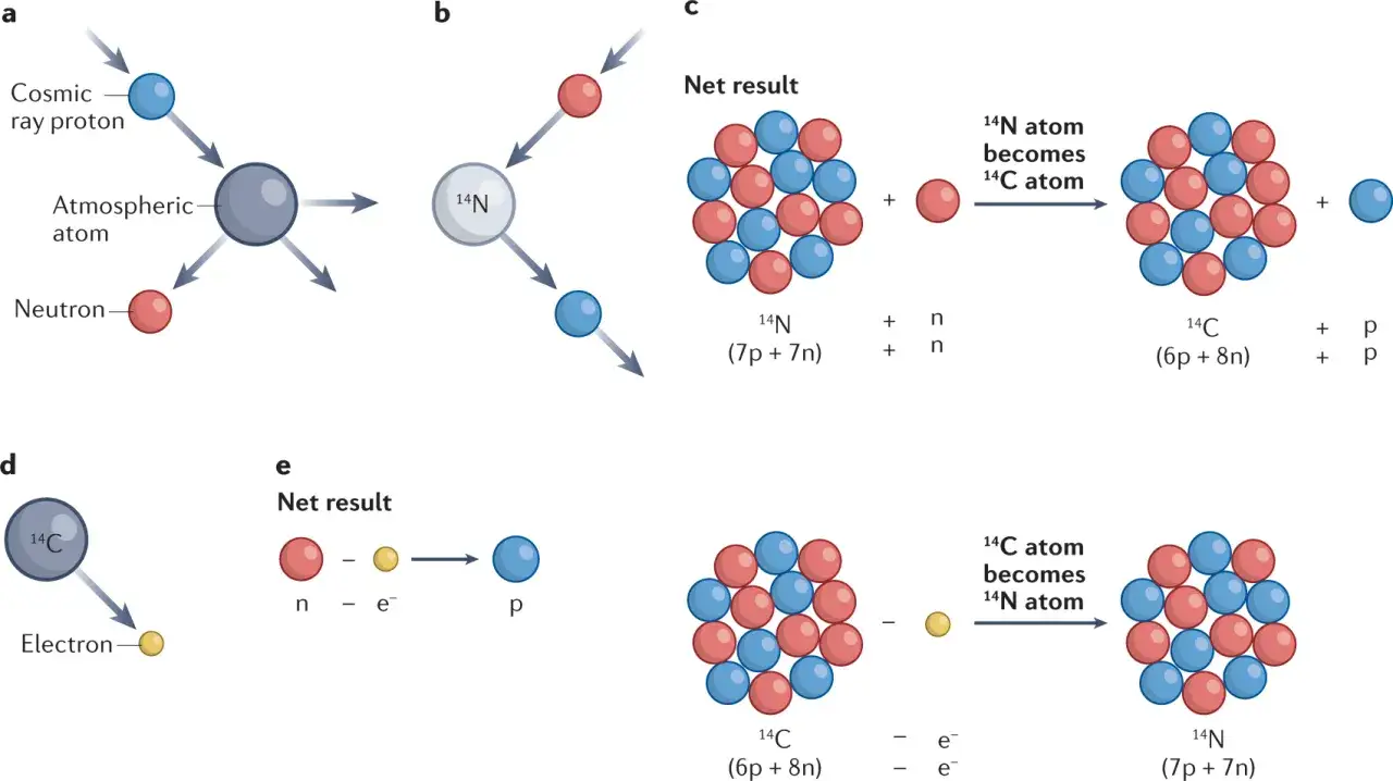 Schematische Darstellung der c14 methode: kosmische Strahlung erzeugt Neutronen, die Stickstoff in Kohlenstoff umwandeln. Kohlenstoff zerfällt zu Stickstoff.