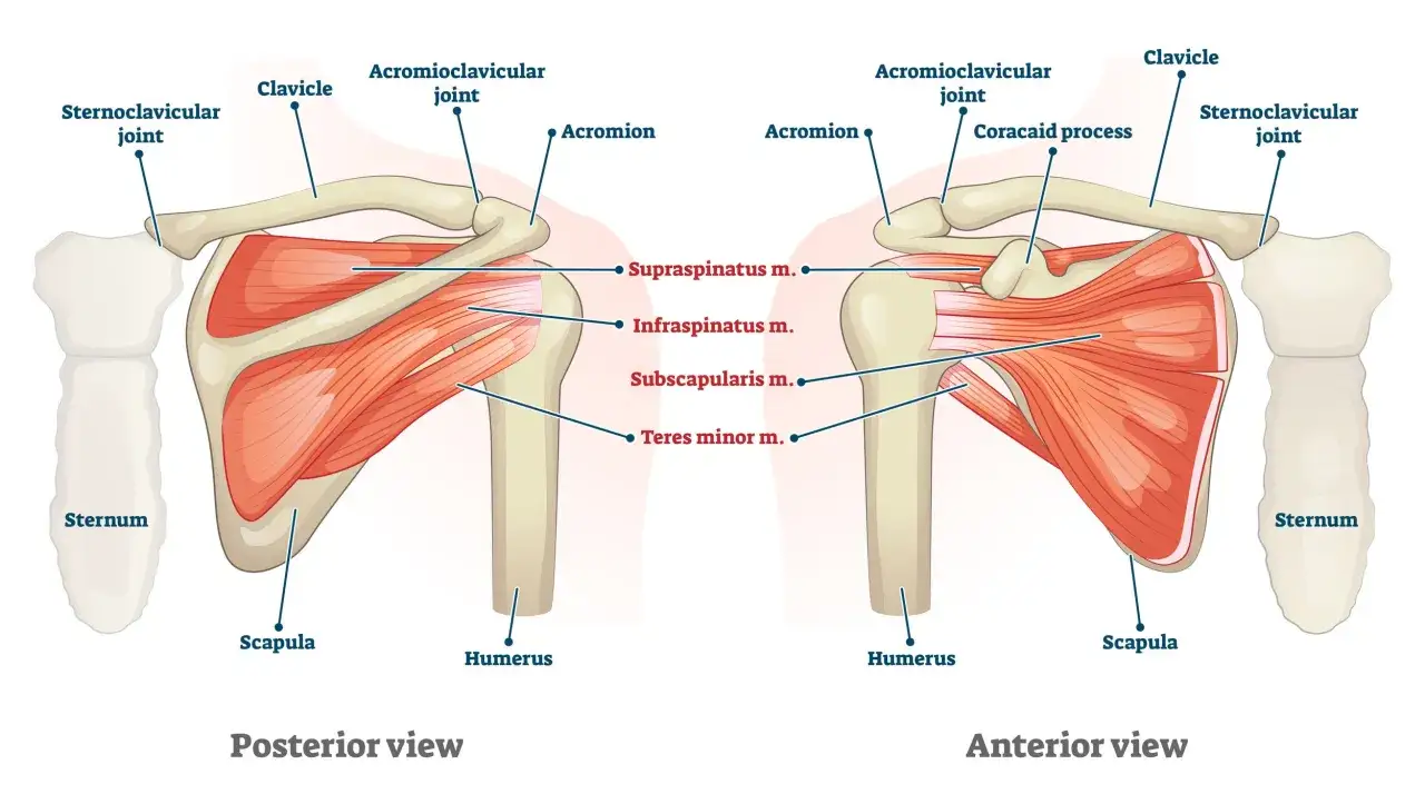 Vue post&eacute;rieure et ant&eacute;rieure de l'&eacute;paule, montrant les muscles de la coiffe des rotateurs. Une douleur arri&egrave;re &eacute;paule peut provenir de ces muscles.