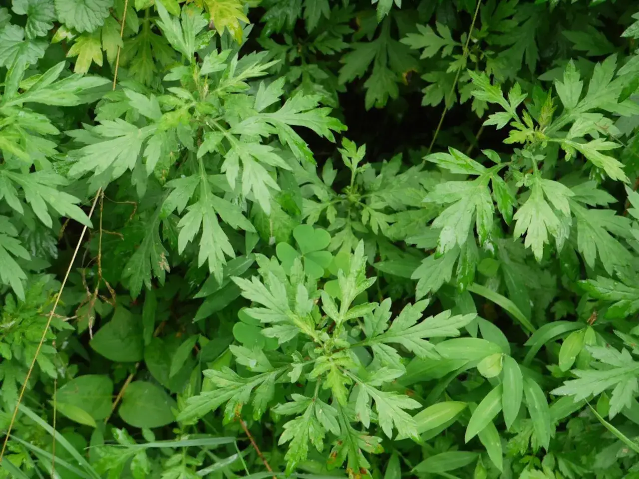 Feuilles vertes d'armoise, une plante aux multiples bienfaits.