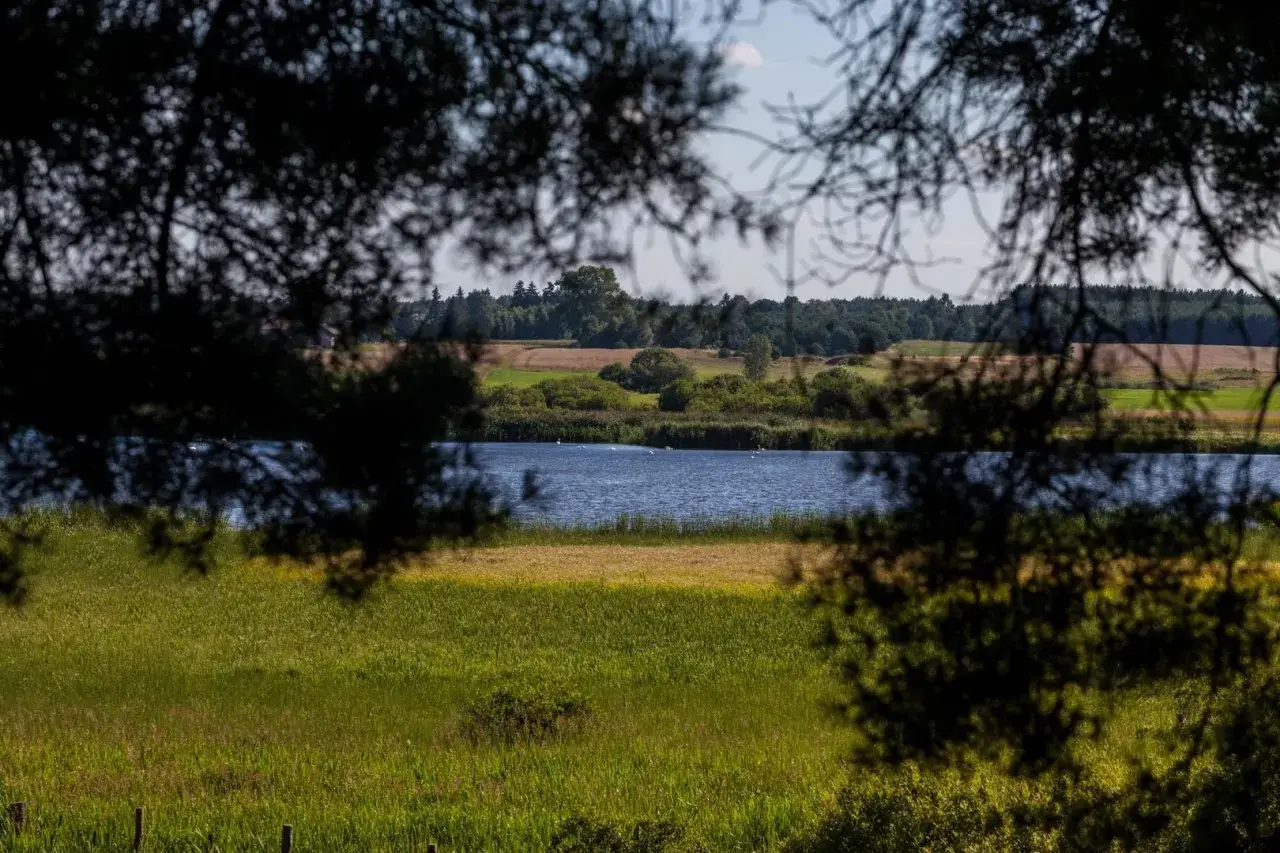 Spokojne jezioro krąg, otoczone zielenią i polami, z ptakami pływającymi na wodzie. Widok przez gałęzie drzew.