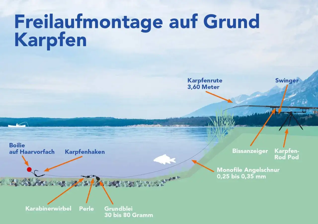 Illustration einer Freilaufmontage zum feedern auf Karpfen am See mit Rute, Bissanzeiger und Grundblei.