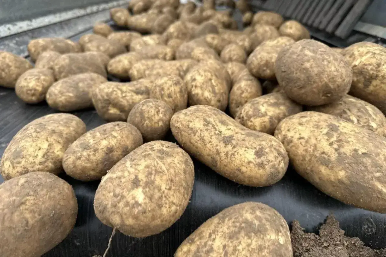 Duże, ziemiste ziemniaki na taśmie produkcyjnej. Zastanawiasz się, jaka będzie cena ziemniaków po takim zbiorze?