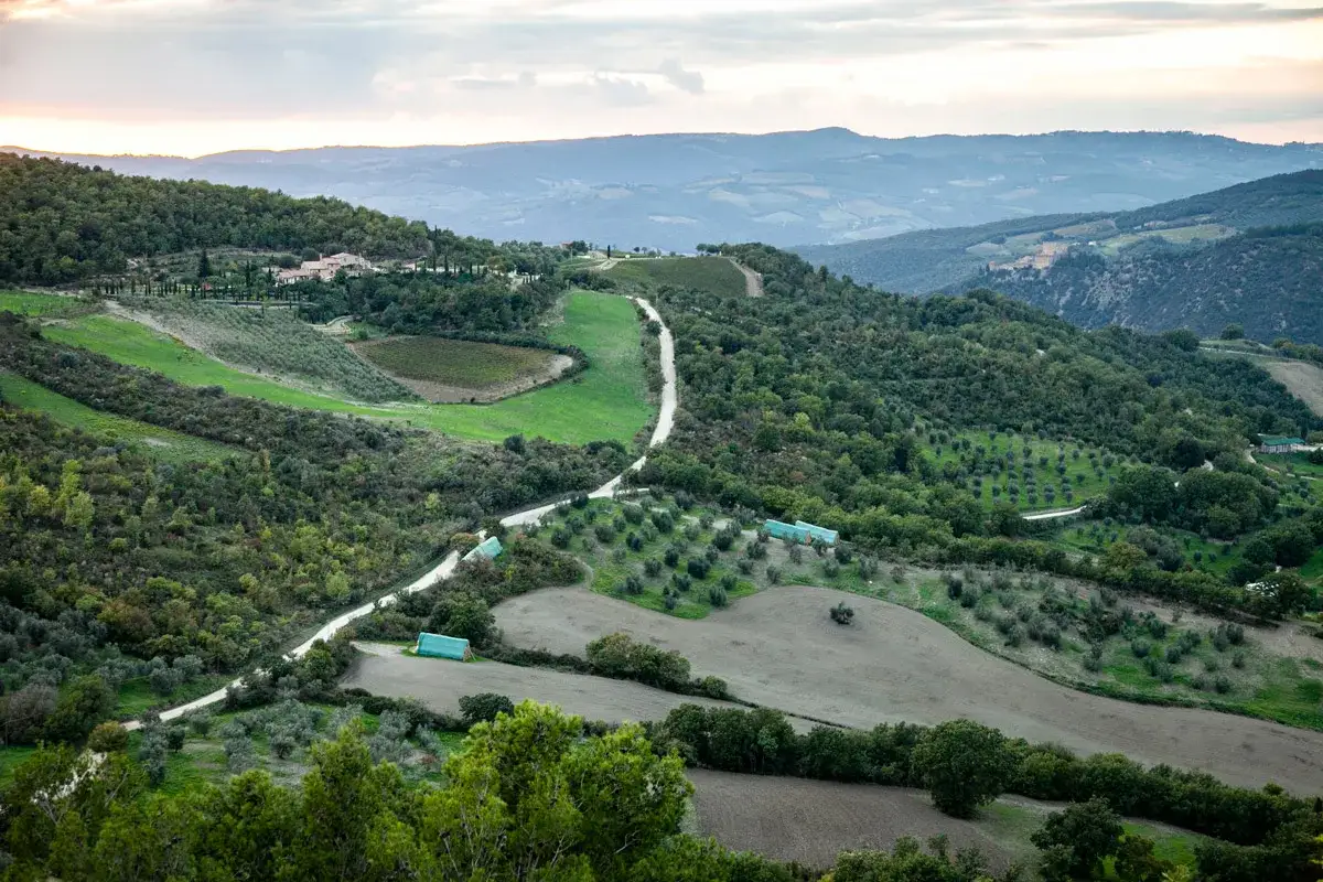 Paesaggio collinare toscano con uliveti, campi coltivati e una strada tortuosa. Un'ottima idea per scoprire cosa vedere a Radicofani.